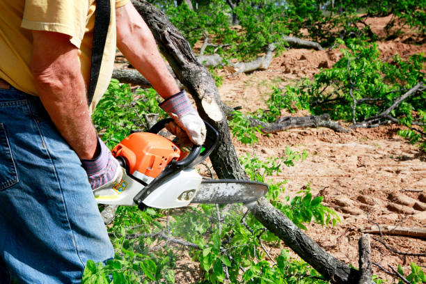 Best Best Tree Removal Services  in Chalfant, CA